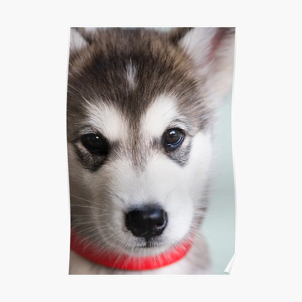 I'm so cute! Poster