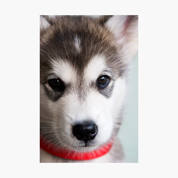 I'm so cute! Photographic Print