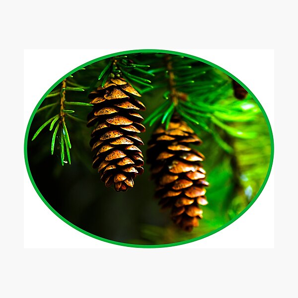 Item preview, Pine Cone designed and sold by SasaSafarik95.