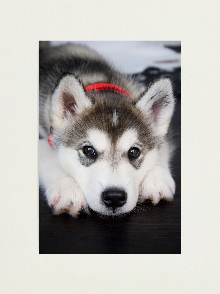 Alternate view of Look how cute I am Photographic Print