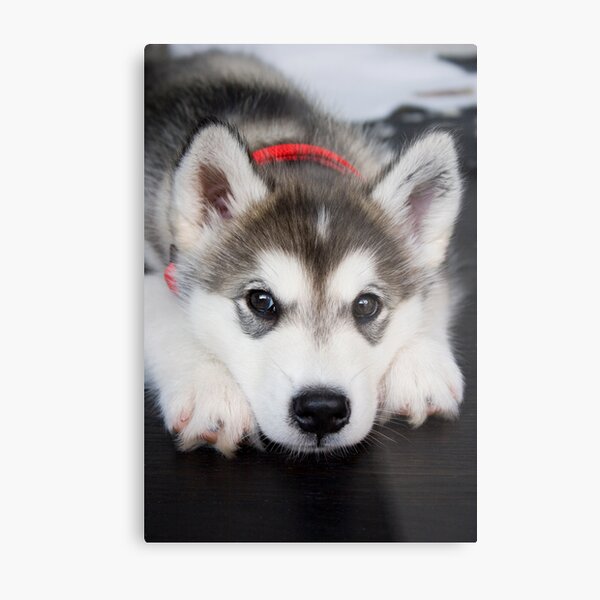 Look how cute I am Metal Print