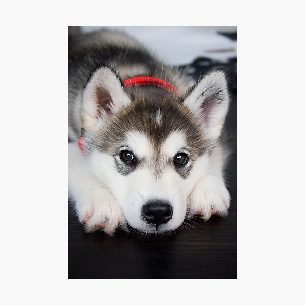 Look how cute I am Photographic Print