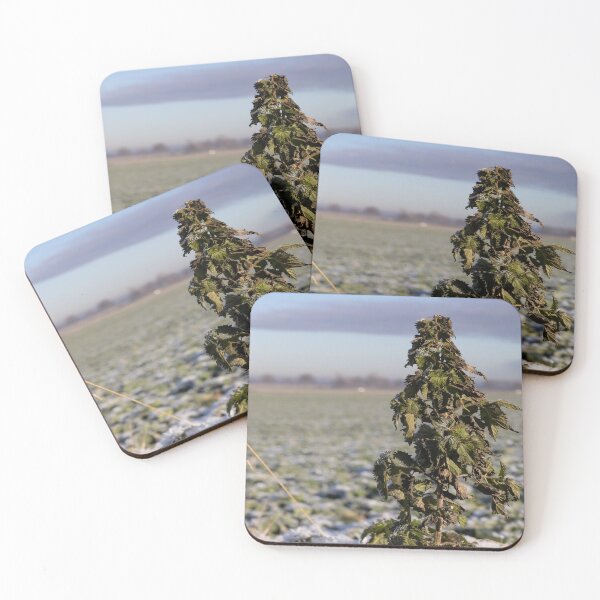 Item preview, Stinging Nettle designed and sold by Calidris Fotografie Steffi & Ben Köppler.