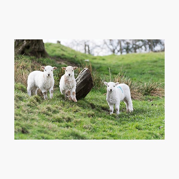 Item preview, Three Little Lambs designed and sold by Steve Purnell Photography.