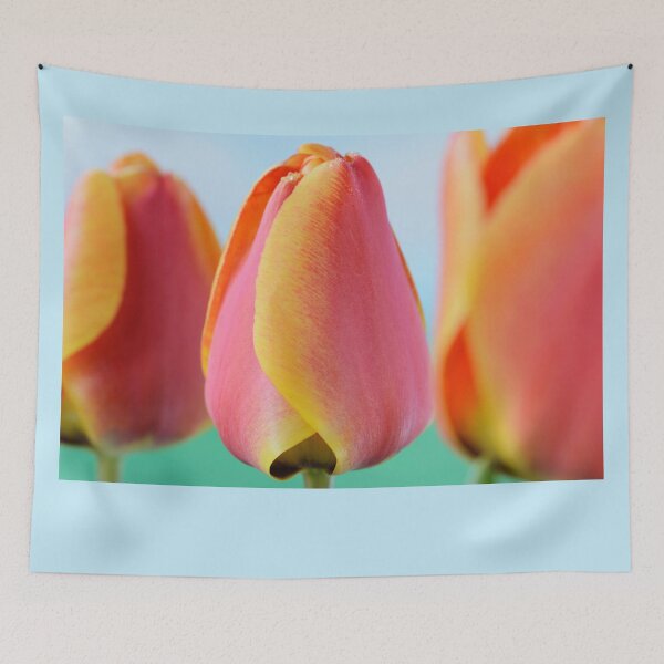Item preview, Tulipa  'Apeldoorn's Elite'   Darwin Hybrid Group  Tulip  designed and sold by Chris Burrows.