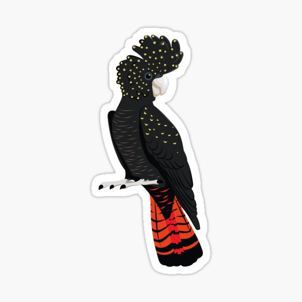 Red-tailed blackcockatoo Sticker