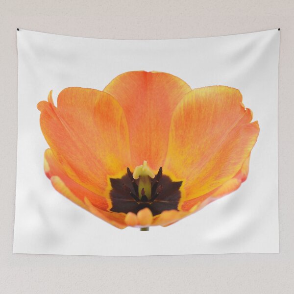 Item preview, Tulipa  'Apeldoorn's Elite'   Darwin Hybrid Group  Tulip  designed and sold by Chris Burrows.