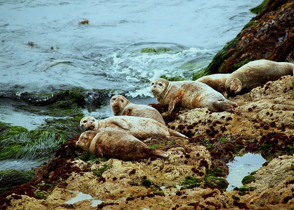 "Seals in Monterey, California" by K D Graves Photography Redbubble