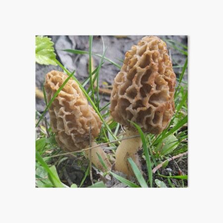 Item preview, Forest Morel Mushroom designed and sold by Naturify.