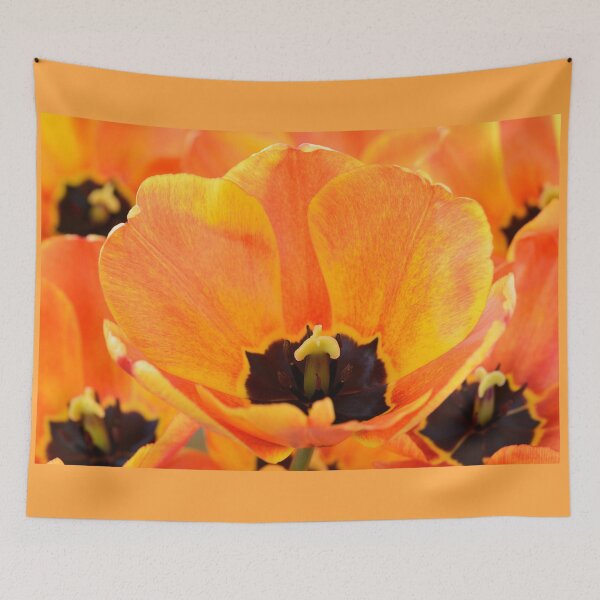 Item preview, Tulipa 'Apeldoorn's Elite' Darwin Hybrid Group Tulip designed and sold by Chris Burrows.