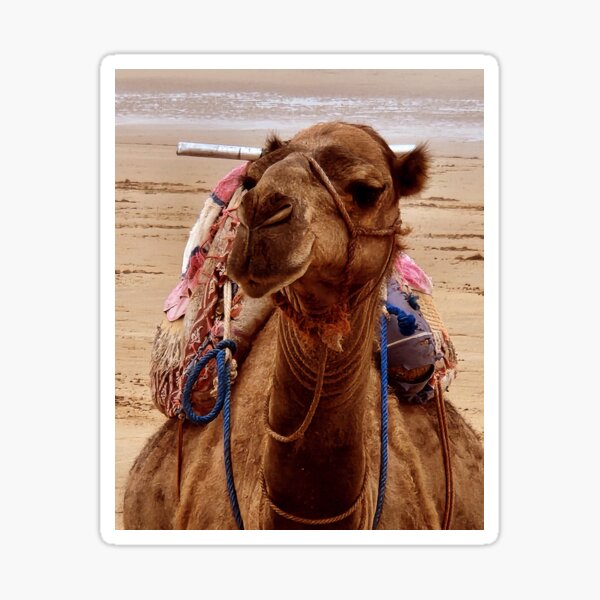 Camel Sticker