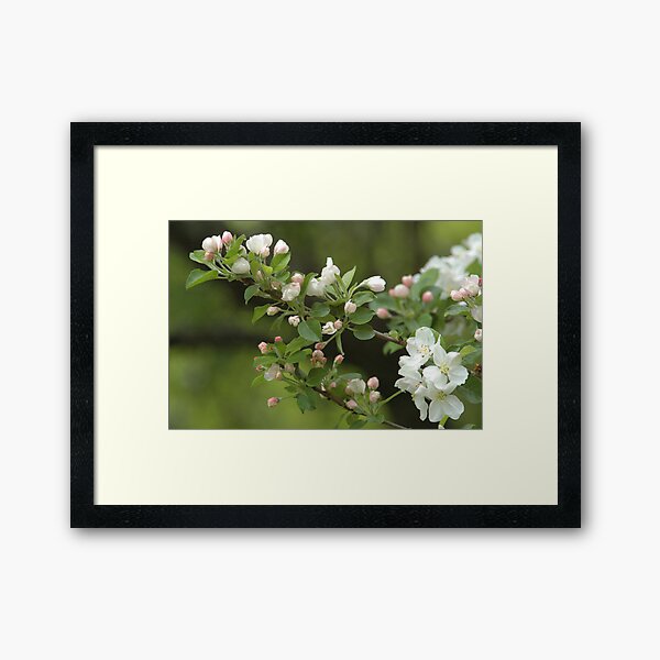 Time for Spring Framed Art Print
