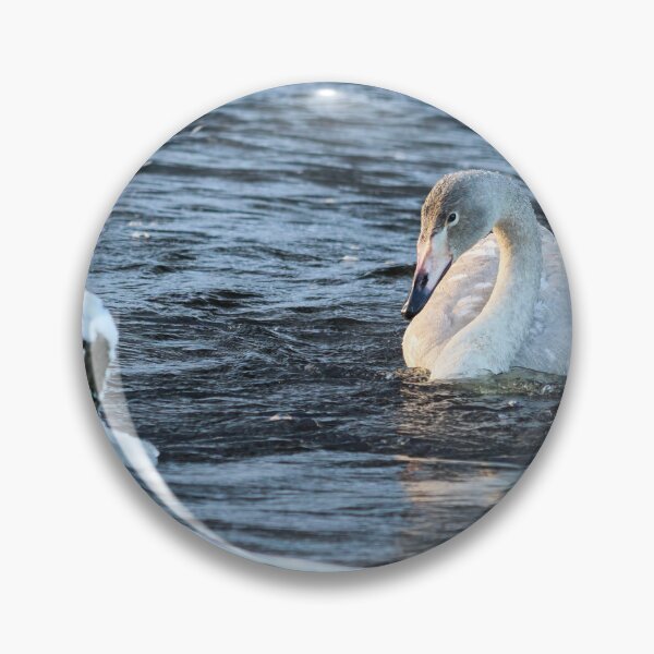 Item preview, Freshing waters. Whooper swan designed and sold by Jouko Lehto Photography.
