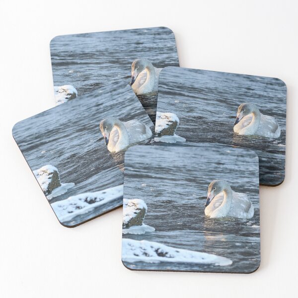Item preview, Freshing waters. Whooper swan designed and sold by Jouko Lehto Photography.