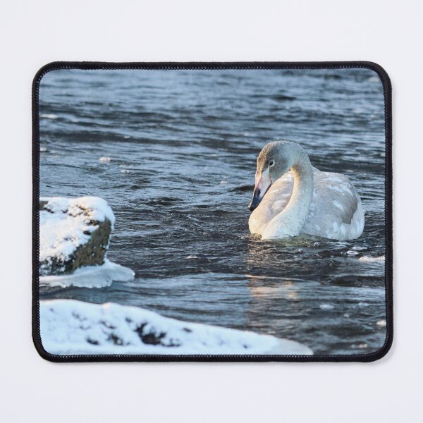 Item preview, Freshing waters. Whooper swan designed and sold by Jouko Lehto Photography.