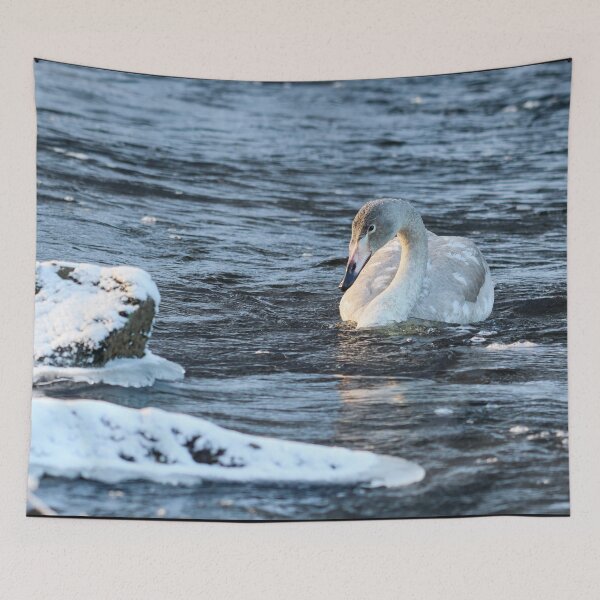 Item preview, Freshing waters. Whooper swan designed and sold by Jouko Lehto Photography.