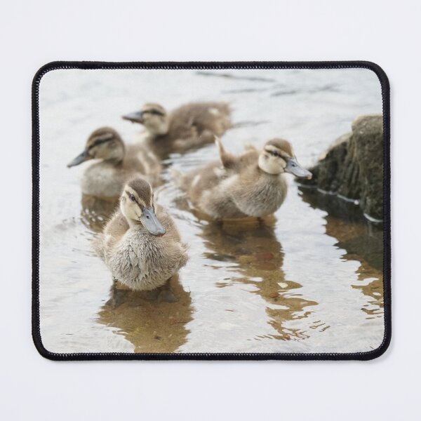 Item preview, Ducklings designed and sold by BlackoutPhotos.