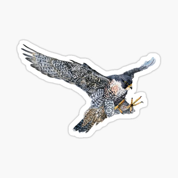 Item preview, Peregrine Falcon in Flight designed and sold by Black-Vulture.