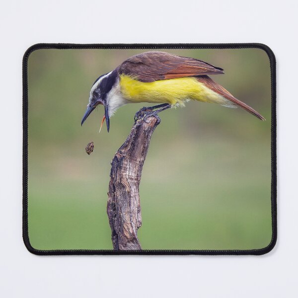 Item preview, Great Kiskadee South Texas 2 designed and sold by PhotoArt by Joan Carroll.