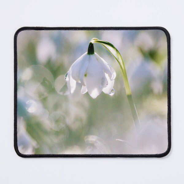 Item preview,  Digital photograph of sunlit spring Snowdrop designed and sold by SimonJohnson1.