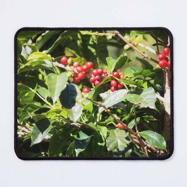 Item preview, Coffee beans on vine in Panama designed and sold by Travelways.