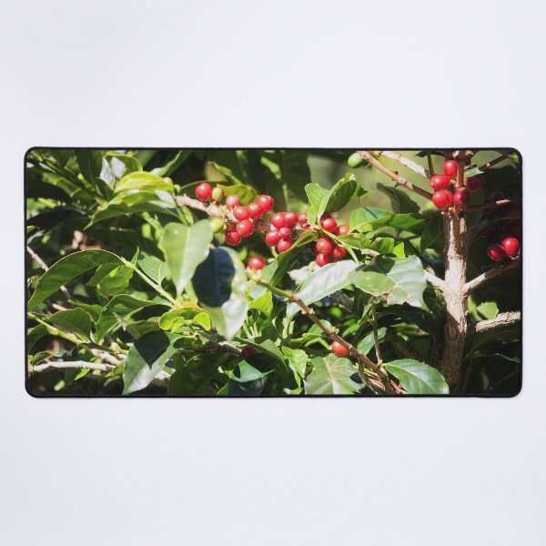 Item preview, Coffee beans on vine in Panama designed and sold by Travelways.