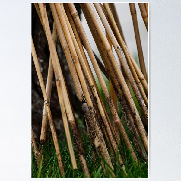 Reeds Poster