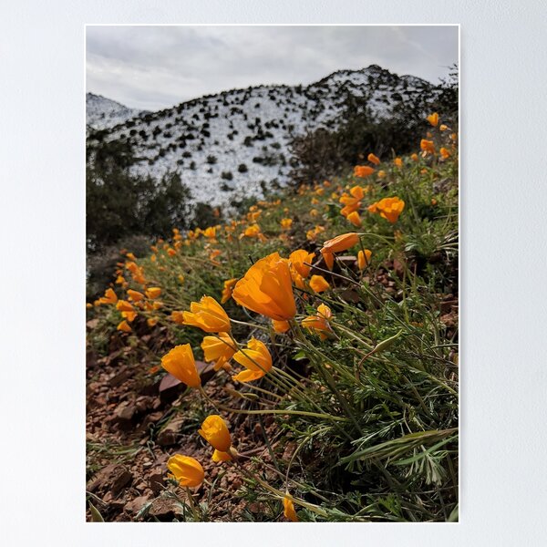 Artikelvorschau, Orangefarbene Bergblumen entworfen und verkauft von CESW Photography.