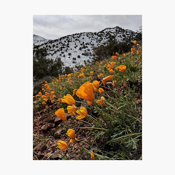 Aperçu de l'œuvre Fleurs de montagne orange créée et vendue par CESW Photography.