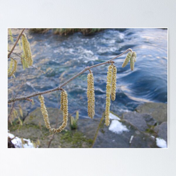 Artikelvorschau, Catkins entworfen und verkauft von Sandra Mangnall.