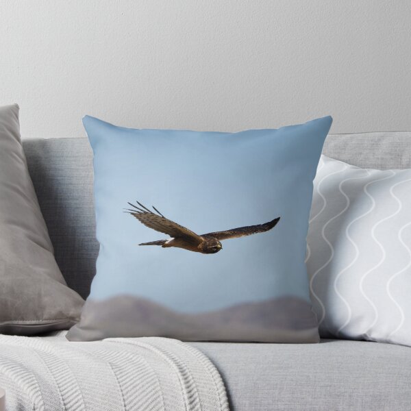 Artikelvorschau, Northern Harrier auf der Jagd entworfen und verkauft von CESW Photography.