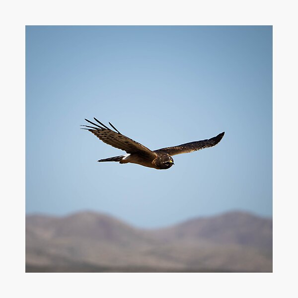 Artikelvorschau, Northern Harrier auf der Jagd entworfen und verkauft von CESW Photography.