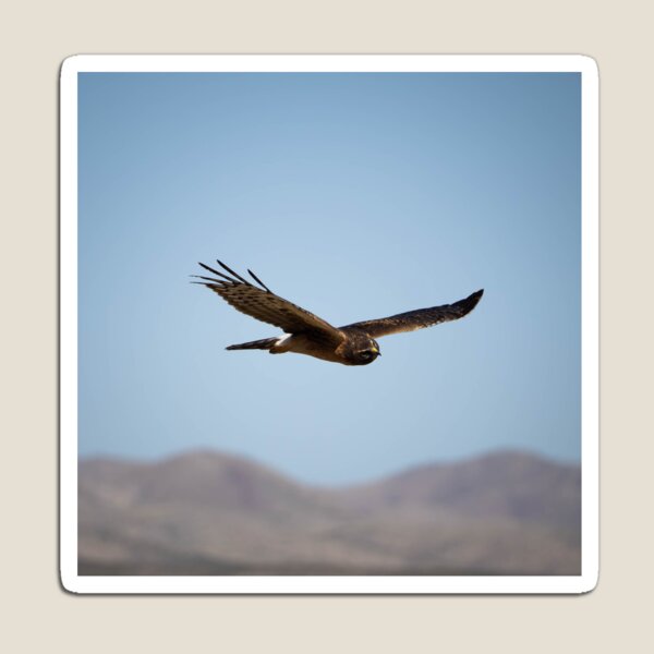 Item preview, Aguilucho del Norte en la caza designed and sold by CESW Photography.