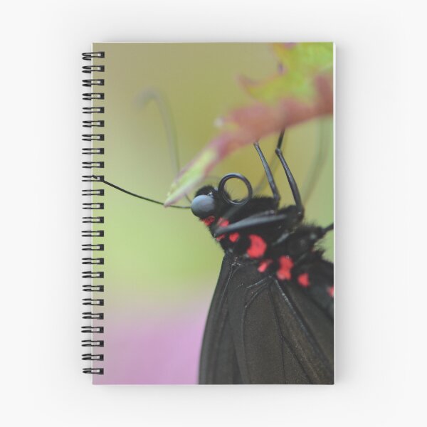 Item preview, Black and Red Scarlet Mormon Butterfly designed and sold by Paula Betz.