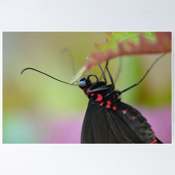 Item preview, Black and Red Scarlet Mormon Butterfly designed and sold by Paula Betz.