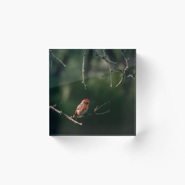 Item preview, Vermillion Flycatcher designed and sold by CESW Photography.