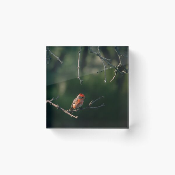 Item preview, Vermillion Flycatcher designed and sold by CESW Photography.