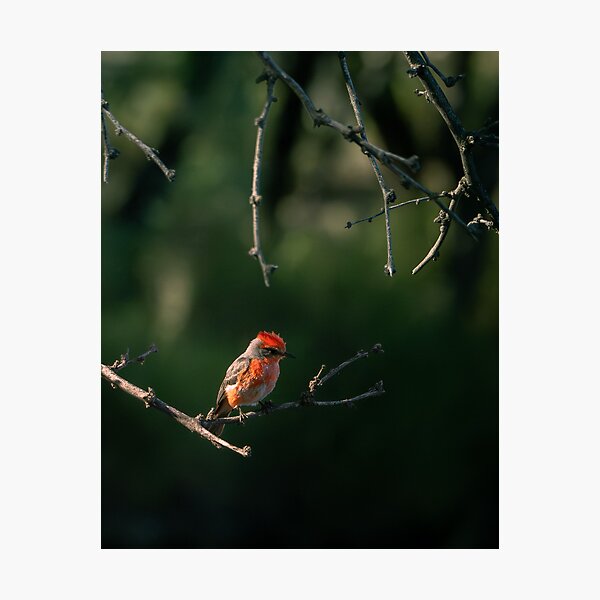 Item preview, Vermillion Flycatcher designed and sold by CESW Photography.