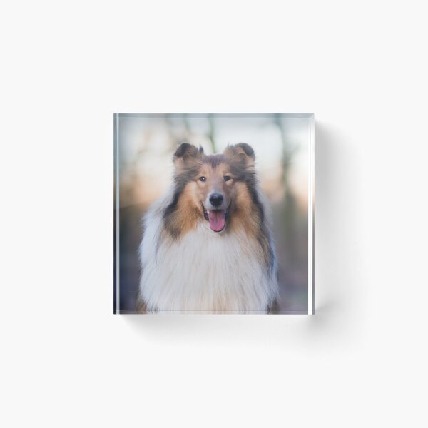 Artikelvorschau, Rough Coated Collie Foto entworfen und verkauft von TheAnimalZ00.