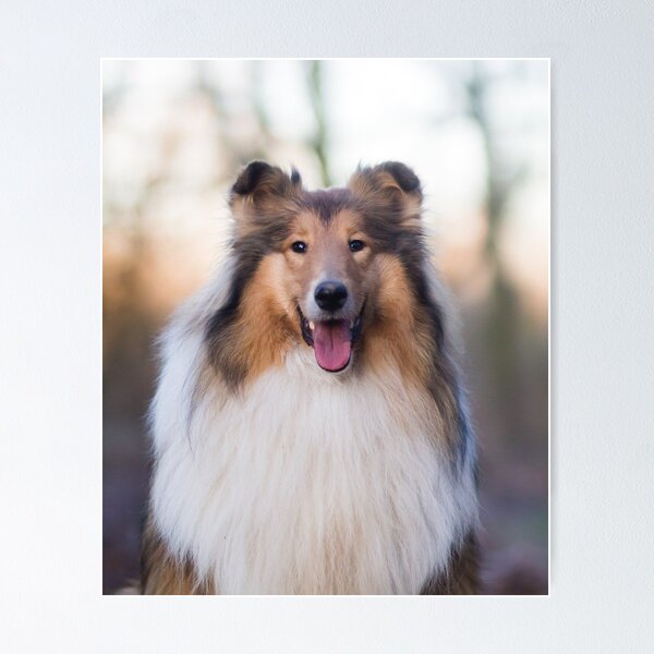 Item preview, Rough Coated Collie Photo designed and sold by TheAnimalZ00.