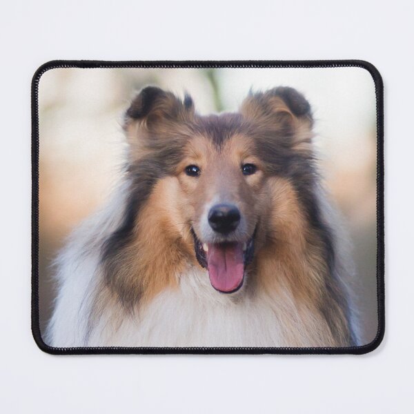 Item preview, Rough Coated Collie Photo designed and sold by TheAnimalZ00.