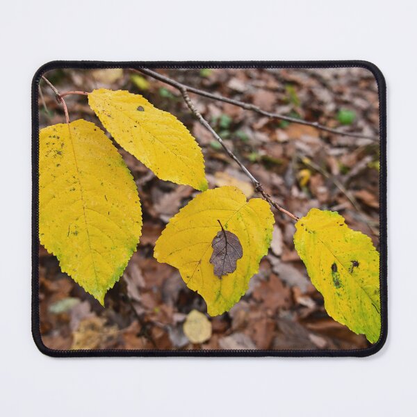 Item preview, Colorful autumn leaves designed and sold by Milan Latta.