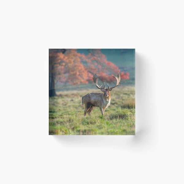 Item preview, Stag in wild designed and sold by assaf.