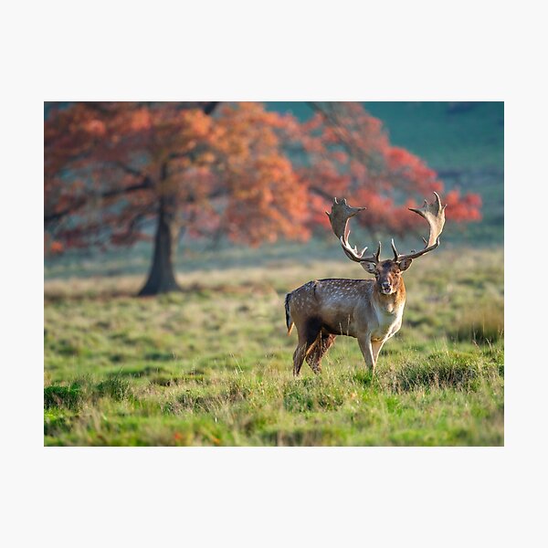 Item preview, Stag in wild designed and sold by assaf.