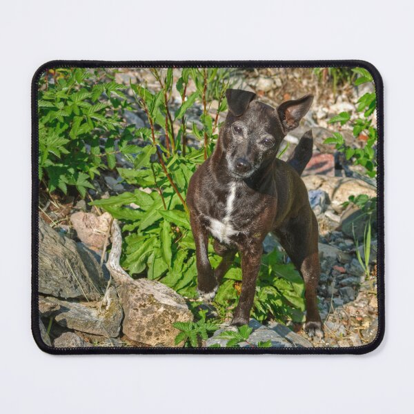 Item preview, The Patterdale Terrier designed and sold by Jamie Green.