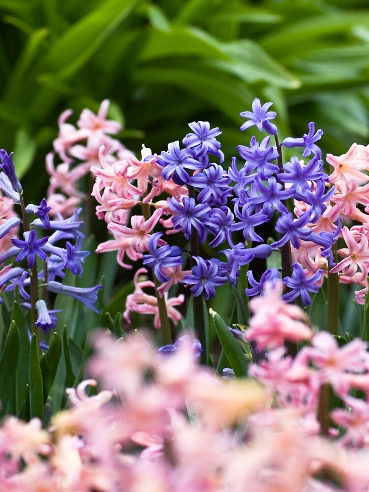 Hyacinth Garden by gardenpictures