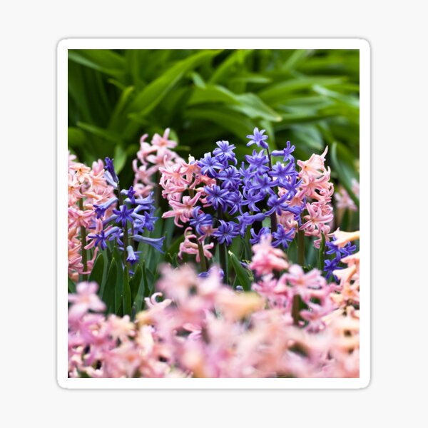 Hyacinth Garden Sticker