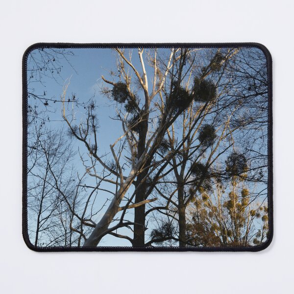 Item preview, Poplars designed and sold by Calidris Fotografie Steffi & Ben Köppler.