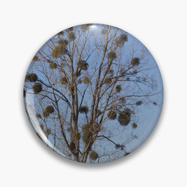 Item preview, Black Poplar and Mistletoe designed and sold by Calidris Fotografie Steffi & Ben Köppler.