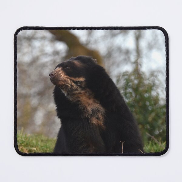 Item preview, Andean Bear at Chester Zoo designed and sold by megjayne-photos.